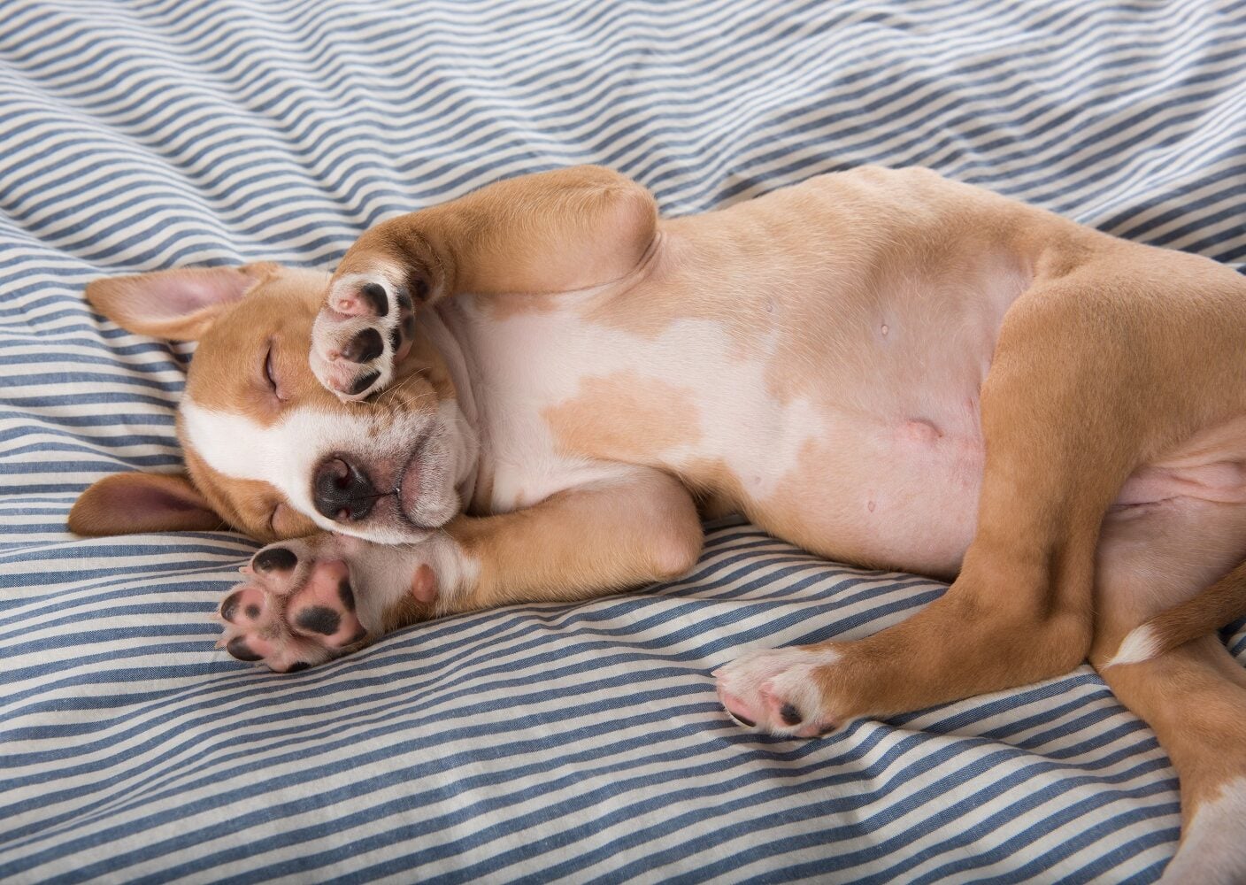 Ποια είναι η αστεία κίνηση που κάνει ο σκύλος στον ύπνο του – Τι σημαίνει