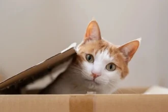 Ζευγάρι Γάλλων έχασε τον γάτο του στην Ισπανία: Επέστρεψε μετά από 5 μήνες διανύοντας 250 χλμ - ΒΙΝΤΕΟ