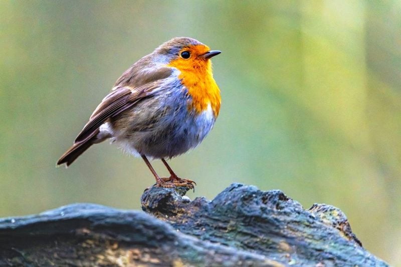 Η παρατήρηση πουλιών αναδιαμορφώνει τον εγκέφαλο και προστατεύει από τη γήρανση
