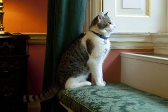 Λάρι: Ο διάσημος γάτος της Ντάουνινγκ Στριτ συμπληρώνει 15 χρόνια στην εξουσία - Είδε να περνούν έξι πρωθυπουργοί