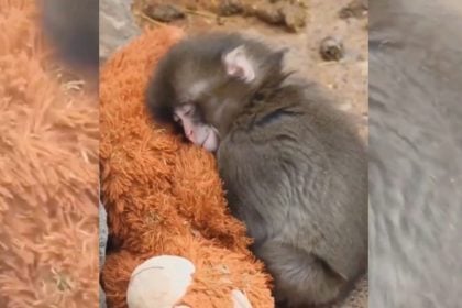 Η νέα ζωή του Παντς: Το Διαδίκτυο λιώνει με ένα μοναχικό μαϊμουδάκι και το λούτρινο αρκουδάκι του