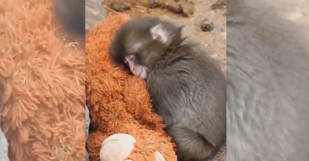 Η νέα ζωή του Παντς: Το Διαδίκτυο λιώνει με ένα μοναχικό μαϊμουδάκι και το λούτρινο αρκουδάκι του