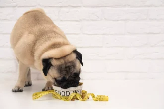 6 «αθώα» λάθη που οδηγούν τον σκύλο μας στην παχυσαρκία