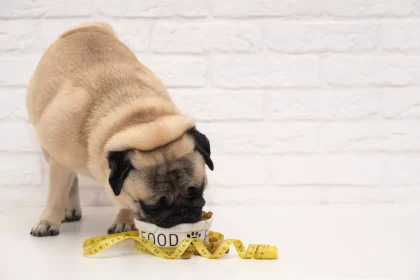 6 «αθώα» λάθη που οδηγούν τον σκύλο μας στην παχυσαρκία