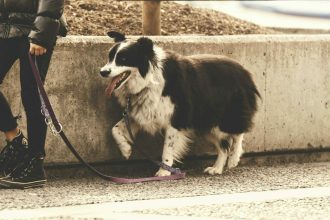 Να γιατί δεν πρέπει να χαϊδεύετε τους σκύλους που συναντάτε στον δρόμο
