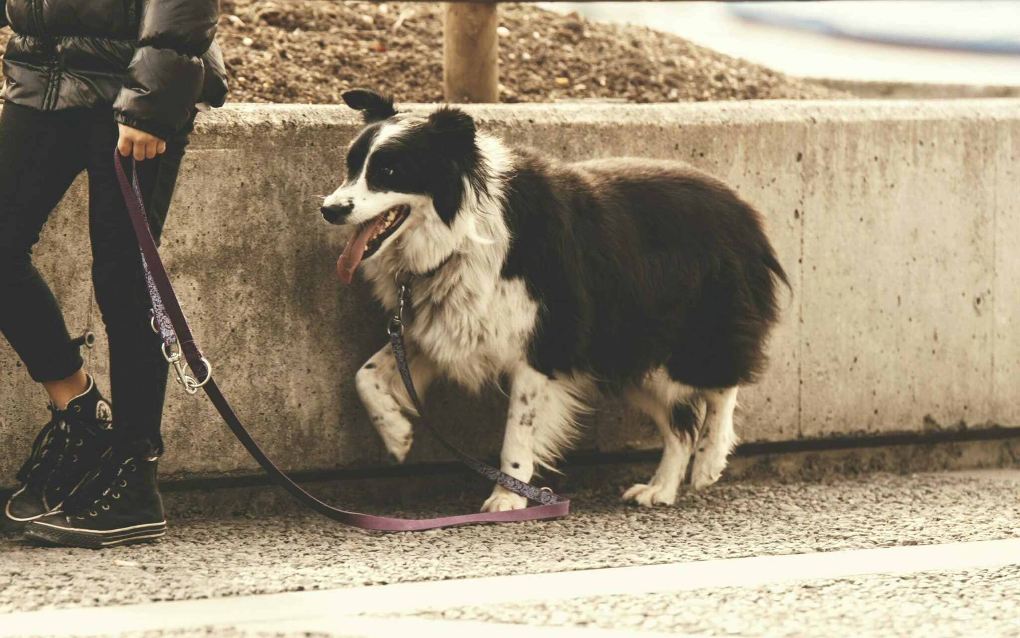 Να γιατί δεν πρέπει να χαϊδεύετε τους σκύλους που συναντάτε στον δρόμο