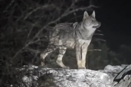 Τατόι: «Με δάγκωσε και μου έσκισε τα ρούχα» – Συγκλονίζει η περιγραφή του άνδρα που δέχτηκε επίθεση από λύκο