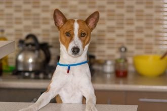 6 δημοφιλείς ανθρώπινες τροφές που κάνουν τους σκύλους μας υπέρβαρους