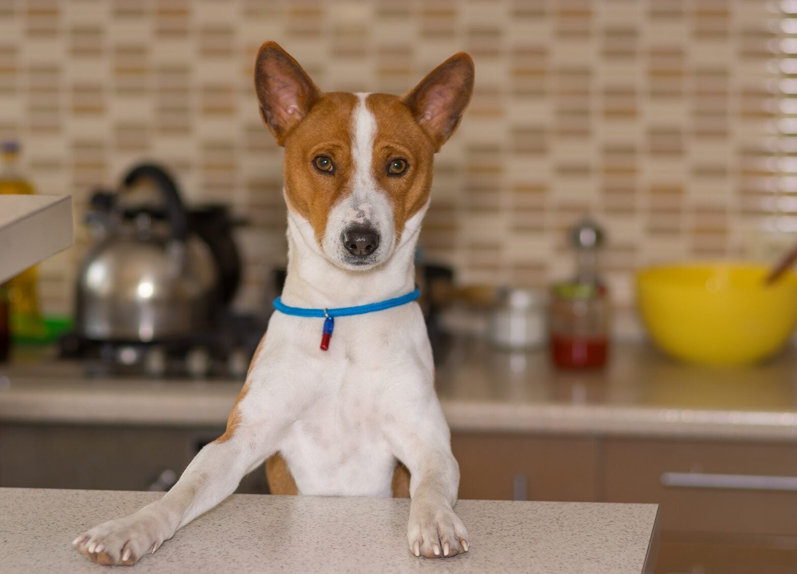 6 δημοφιλείς ανθρώπινες τροφές που κάνουν τους σκύλους μας υπέρβαρους