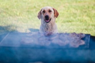Τσικνοπέμπτη και σκύλος: Οι κίνδυνοι από το ανθρώπινο έθιμο