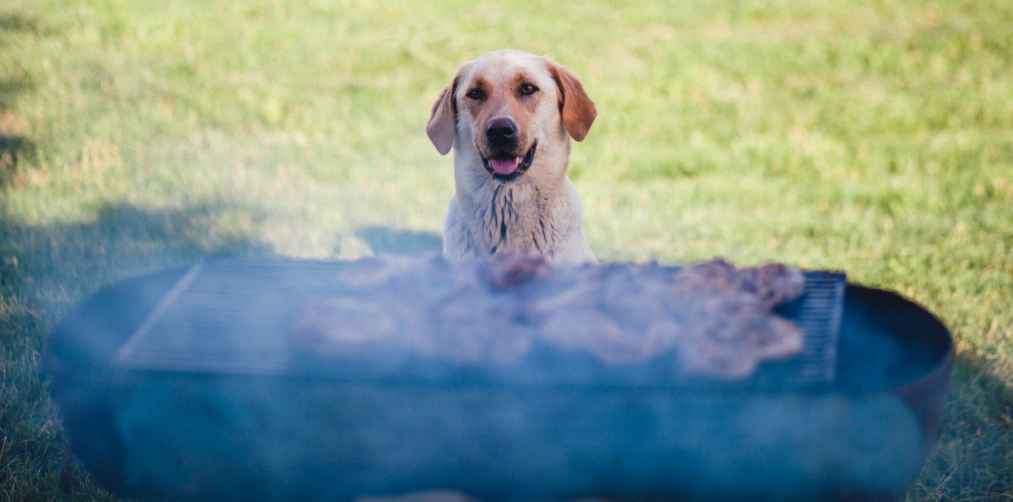 Τσικνοπέμπτη και σκύλος: Οι κίνδυνοι από το ανθρώπινο έθιμο