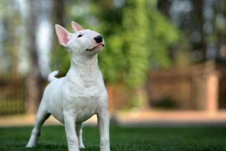 Έξι απίστευτα πράγματα που κάνουν τα Μπουλ Τεριέ