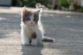 Κάντε 3 πράγματα για να καταλάβετε την ηλικία ενός μωρού γατιού