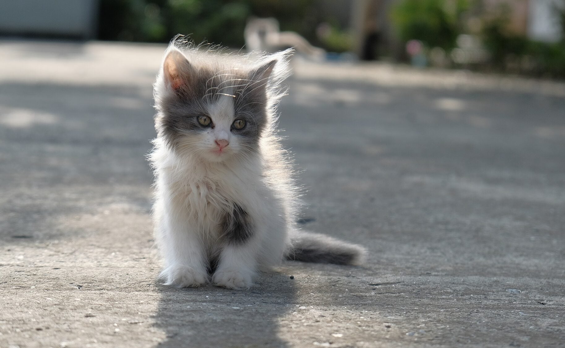 Κάντε 3 πράγματα για να καταλάβετε την ηλικία ενός μωρού γατιού