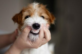 Βγάζει δόντια το κουτάβι σας; Τι χρειάζεται να ξέρετε