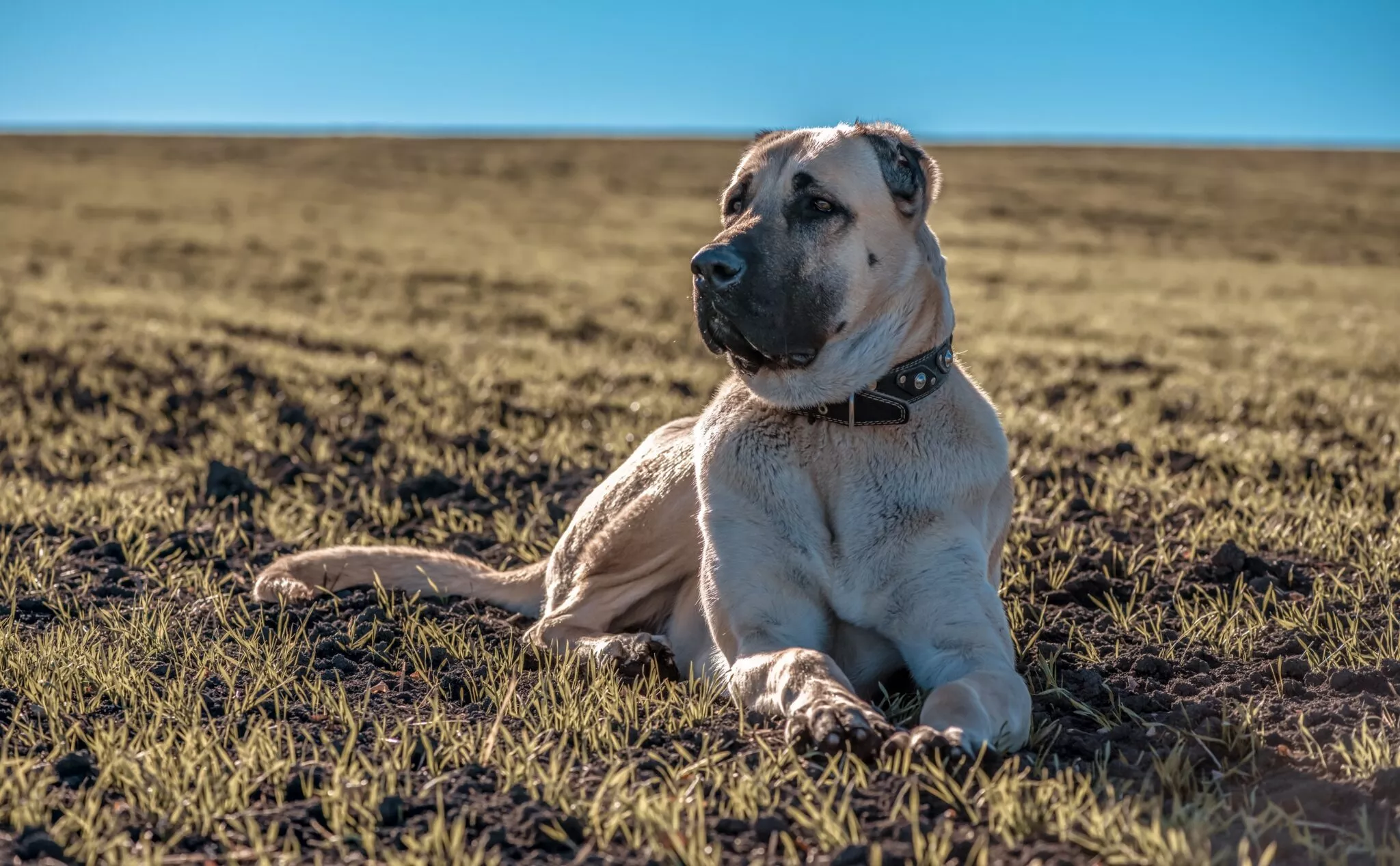 Δείτε ποιες είναι οι φυλές σκύλων με το πιο δυνατό δάγκωμα