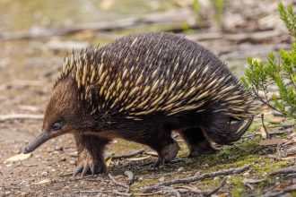Δείτε τα θηλαστικά που ανατρέπουν όλους τους νόμους της φύσης γεννώντας αυγά