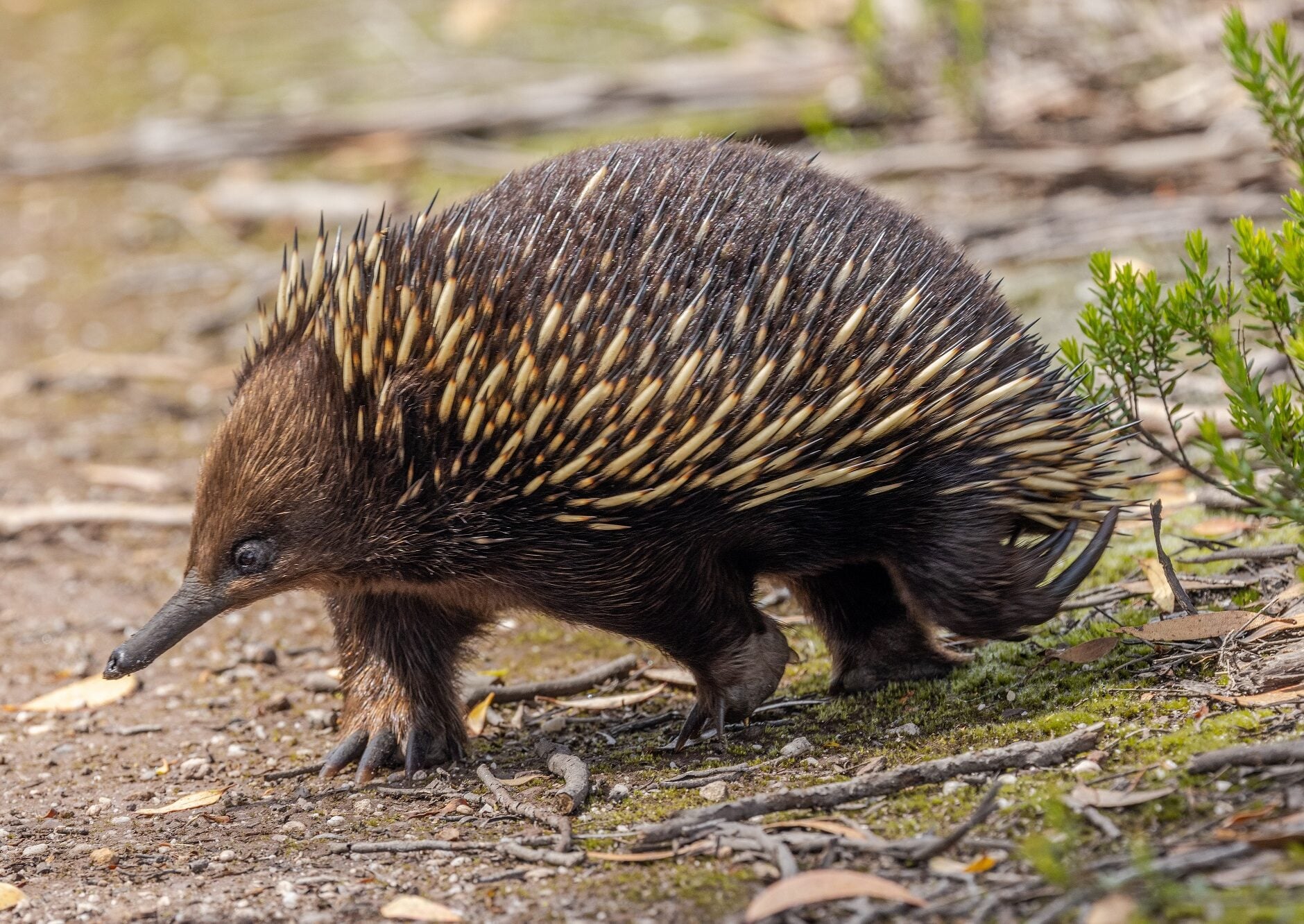 Δείτε τα θηλαστικά που ανατρέπουν όλους τους νόμους της φύσης γεννώντας αυγά