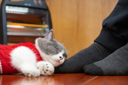 Βλέπετε τη γάτα σας να κοιμάται περισσότερο τον χειμώνα; Να τι συμβαίνει