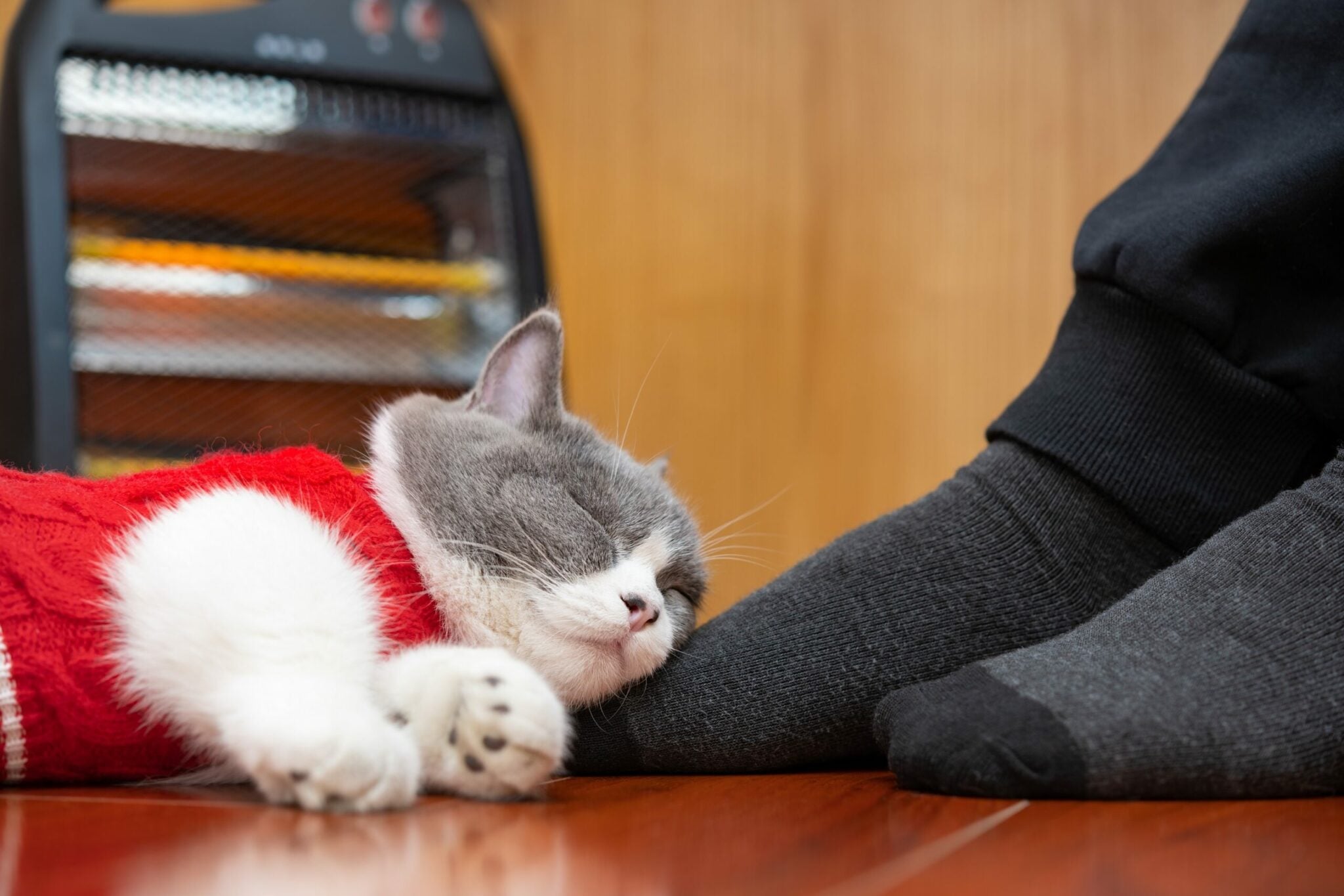 Βλέπετε τη γάτα σας να κοιμάται περισσότερο τον χειμώνα; Να τι συμβαίνει