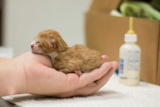 Πώς να φροντίσετε ένα νεογέννητο ορφανό γατάκι