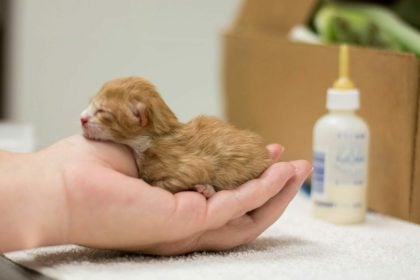 Πώς να φροντίσετε ένα νεογέννητο ορφανό γατάκι