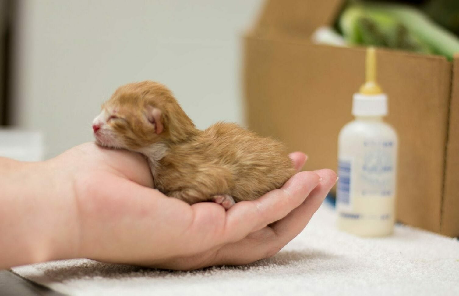 Πώς να φροντίσετε ένα νεογέννητο ορφανό γατάκι