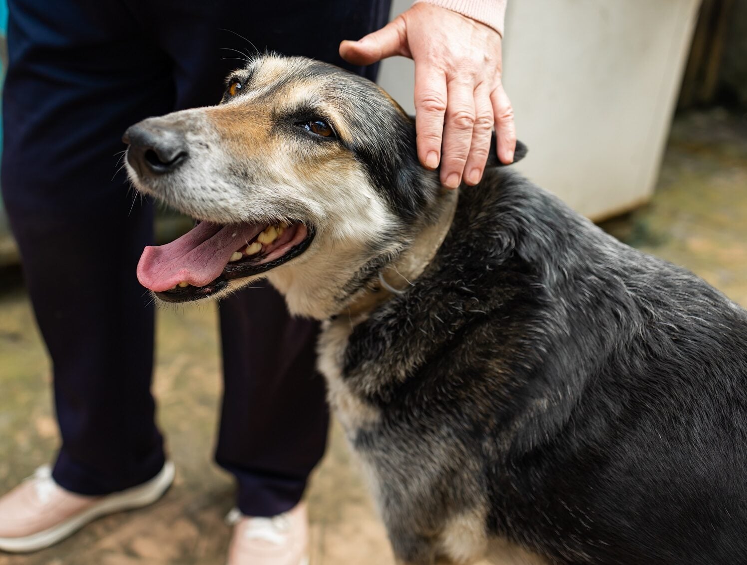 Tέσσερα παιχνίδια που μπορείτε να παίξετε με έναν ηλικιωμένο σκύλο