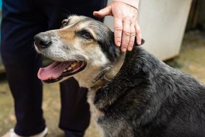 4 παιχνίδια που μπορείτε να παίξετε με έναν ηλικιωμένο σκύλο