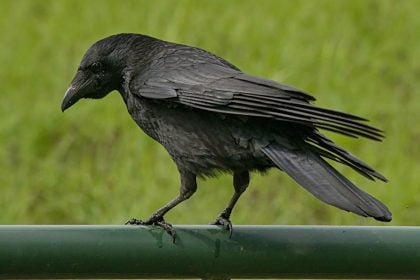 Αυτό είναι το πιο εκδικητικό πτηνό: Μπορεί να θυμάται ποιος το πείραξε μέχρι και 17 χρόνια