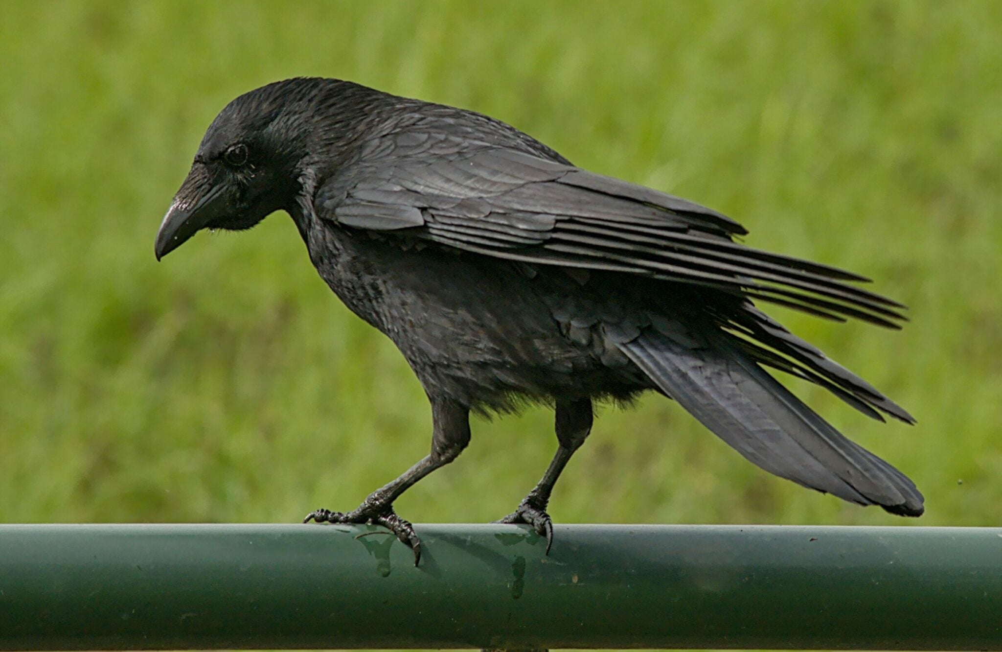 Αυτό είναι το πιο εκδικητικό πτηνό: Μπορεί να θυμάται ποιος το πείραξε μέχρι και 17 χρόνια