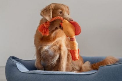 Πώς θα μάθετε τον σκύλο σας να αφήνει από το στόμα του ένα παιχνίδι