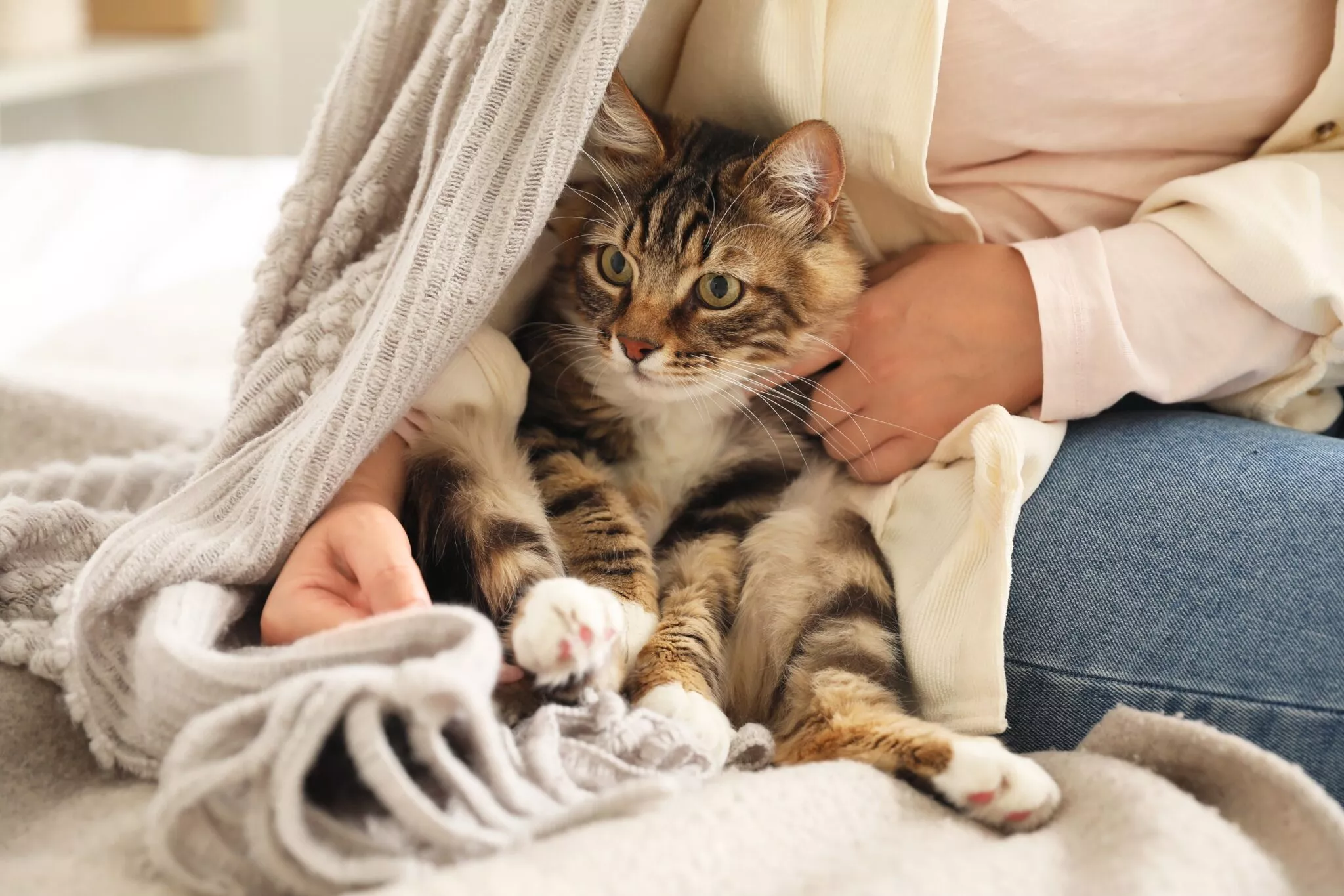3 πράγματα που κάθε κηδεμόνας γάτας πρέπει να ξέρει πώς να τα κάνει
