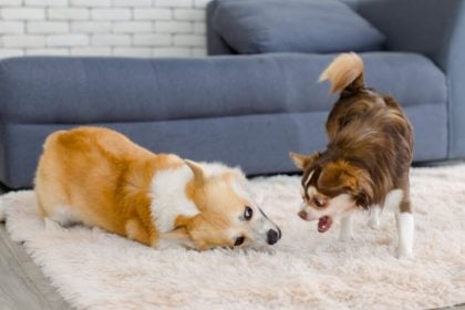 Πότε είναι η κατάλληλη στιγμή να πάρετε δεύτερο σκύλο