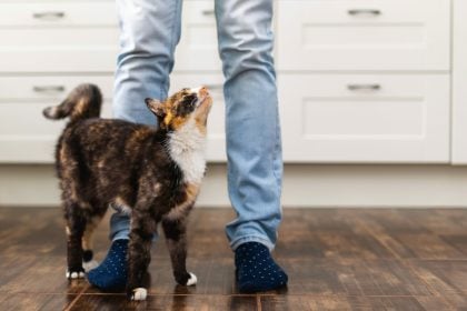 Οι γάτες συμπαθούν τους ανθρώπους που δεν τις θέλουν- Μύθος ή αλήθεια;