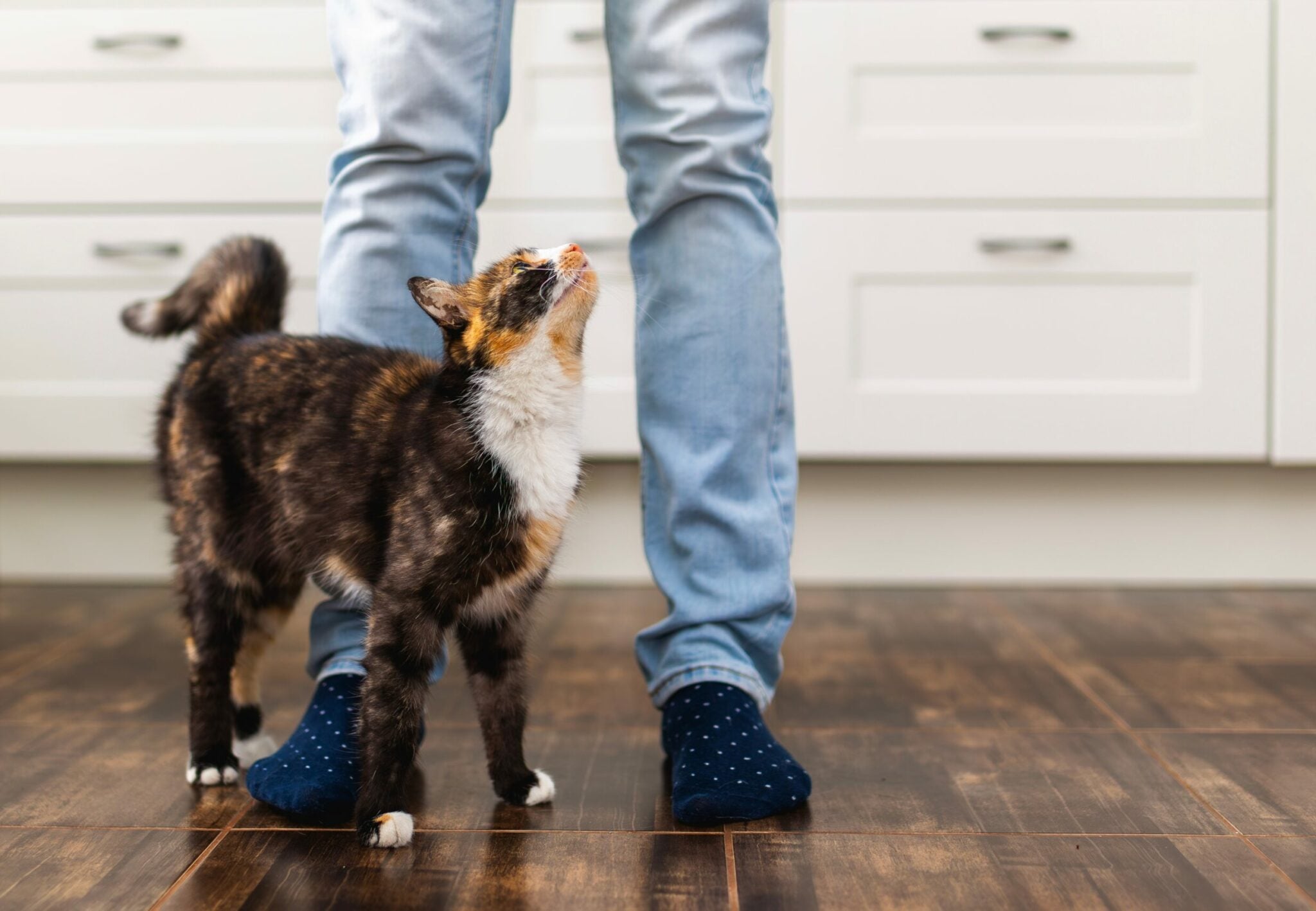 Οι γάτες συμπαθούν τους ανθρώπους που δεν τις θέλουν- Μύθος ή αλήθεια;