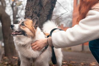 Για ποιους λόγους μπορεί ένας σκύλος να μην μας κοιτάζει στα μάτια