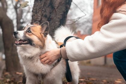 Για ποιους λόγους μπορεί ένας σκύλος να μην μας κοιτάζει στα μάτια