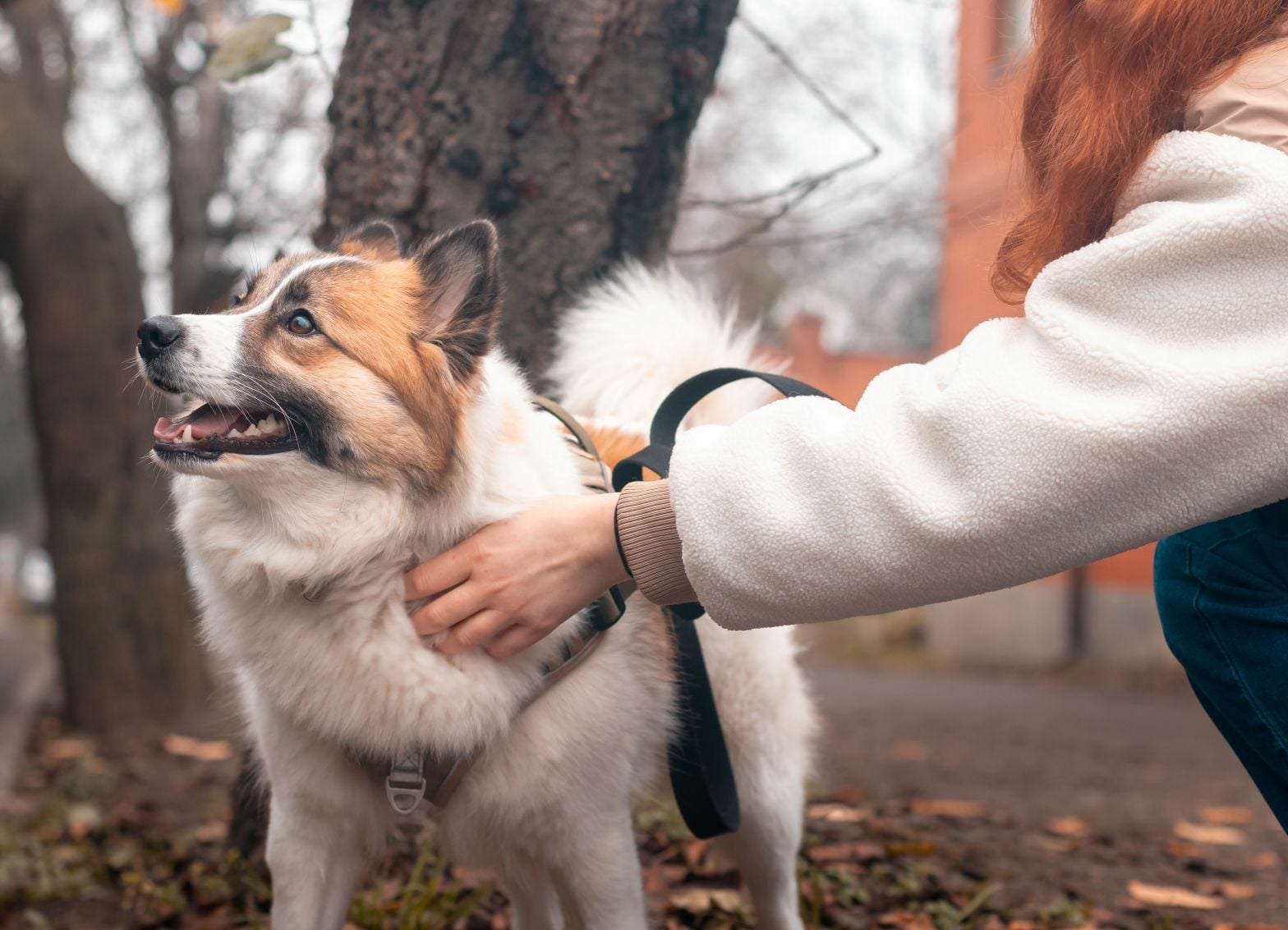 Για ποιους λόγους μπορεί ένας σκύλος να μην μας κοιτάζει στα μάτια