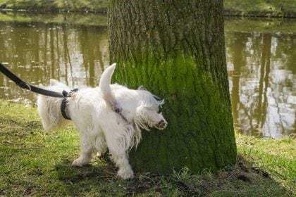 Ποιος είναι ο κανόνας των 21 δευτερολέπτων που ισχύει για τα θηλαστικά – Ποια εξαιρούνται
