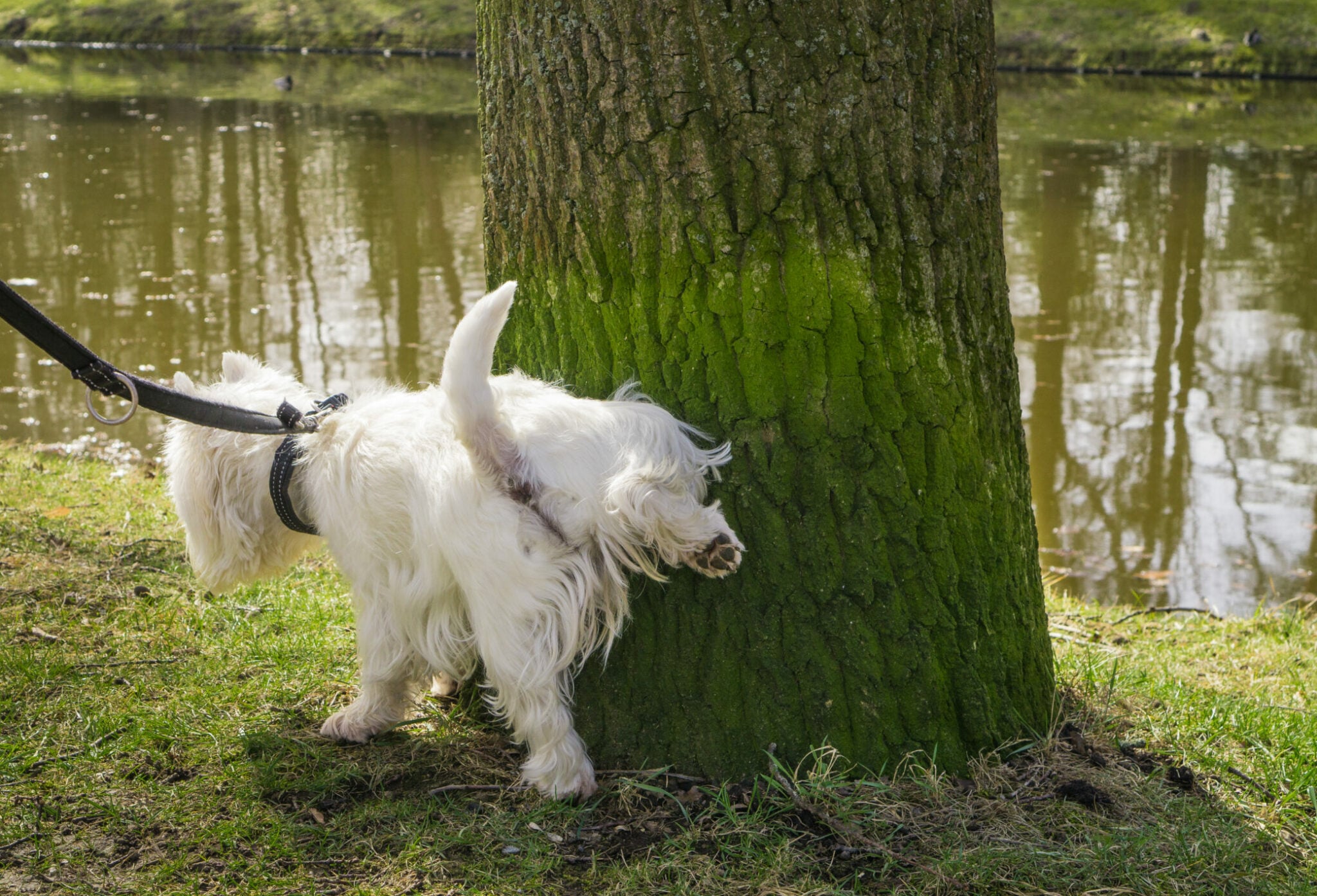 Ποιος είναι ο κανόνας των 21 δευτερολέπτων που ισχύει για τα θηλαστικά – Ποια εξαιρούνται