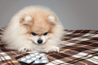 Τι να κάνετε και τι όχι αν ο σκύλος σας καταπιεί ένα ανθρώπινο χάπι