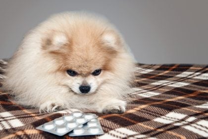 Τι να κάνετε και τι όχι αν ο σκύλος σας καταπιεί ένα ανθρώπινο χάπι