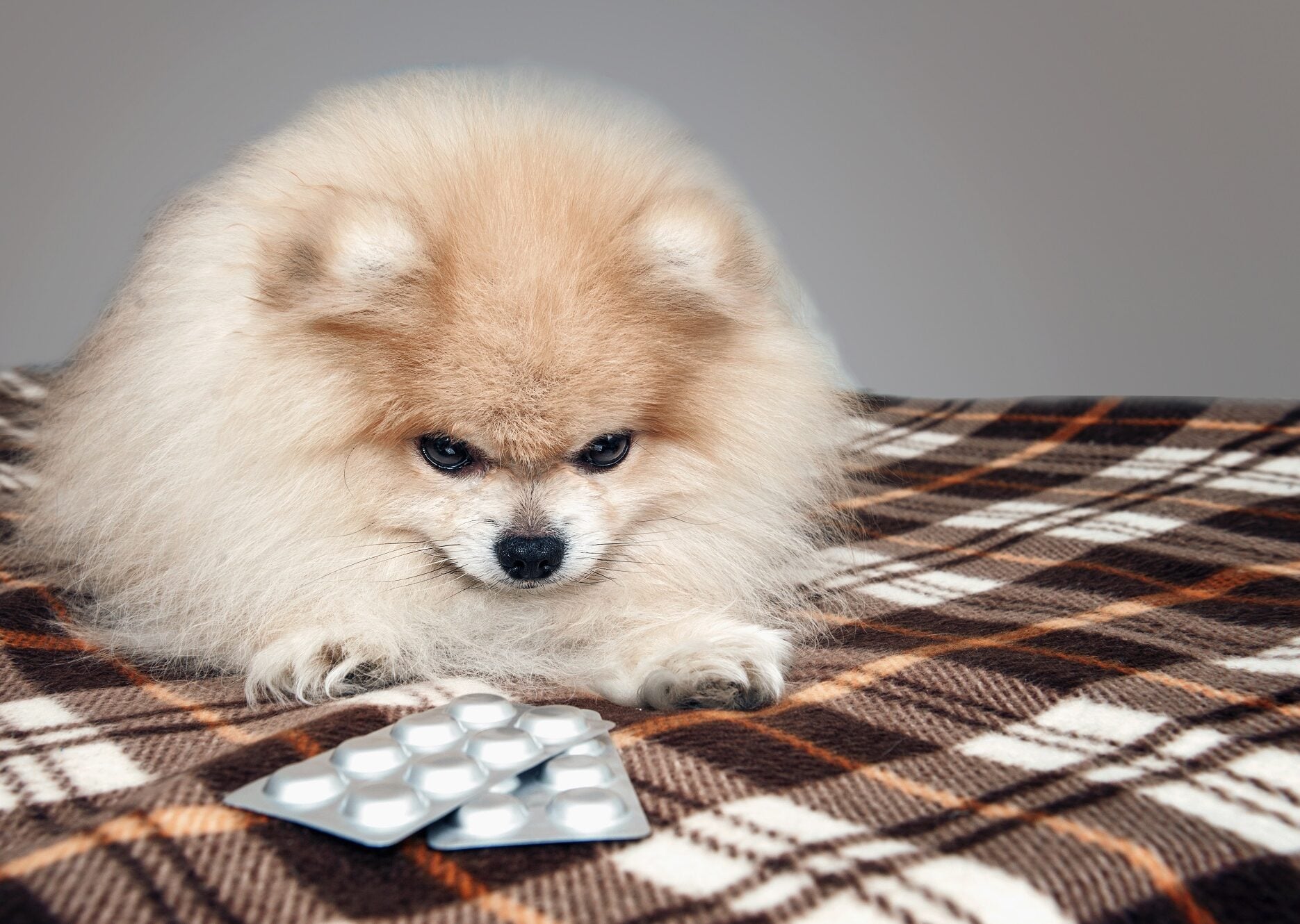 Τι να κάνετε και τι όχι αν ο σκύλος σας καταπιεί ένα ανθρώπινο χάπι