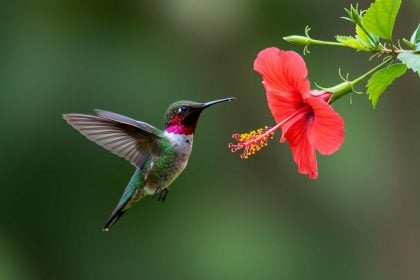 Αυτό είναι το μόνο πουλί που μπορεί να πετάξει και με την όπισθεν
