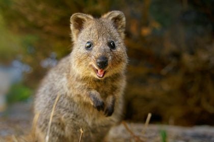 Γνωρίστε το κουόκα, το πιο χαρούμενο ζώο του κόσμου