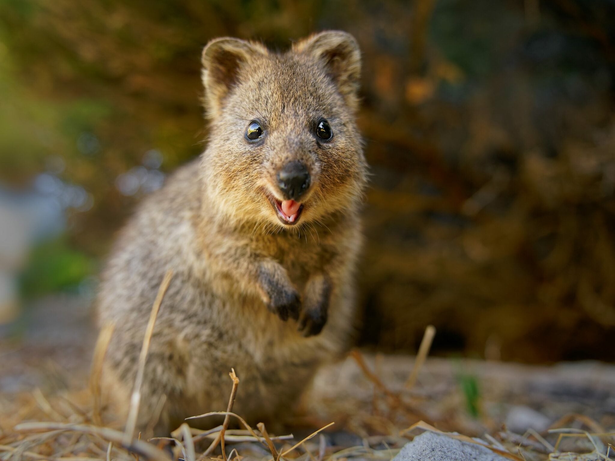 Γνωρίστε το κουόκα, το πιο χαρούμενο ζώο του κόσμου