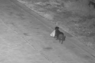 Εκπαίδευσε τον σκύλο του να πετάει παράνομα σκουπίδια!