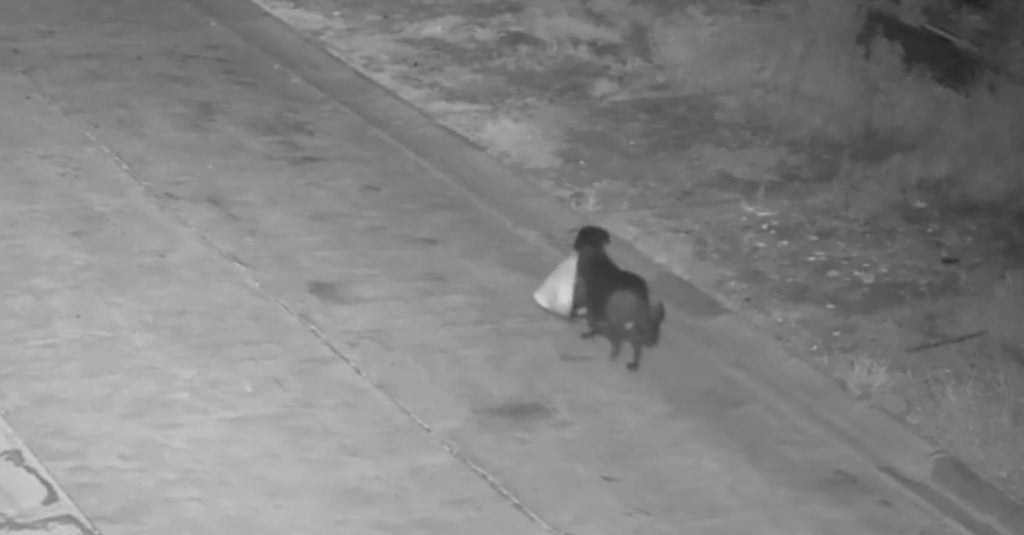 Εκπαίδευσε τον σκύλο του να πετάει παράνομα σκουπίδια!