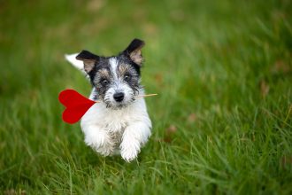 6 πράγματα που μας μαθαίνει η ζωή με έναν σκύλο